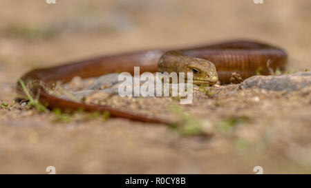 Il sheltopusik, scheltopusik o unione legless lizard (Pseudopus apodus) è un grande vetro lizard trovati dall'Europa meridionale e l'Asia centrale. Foto Stock