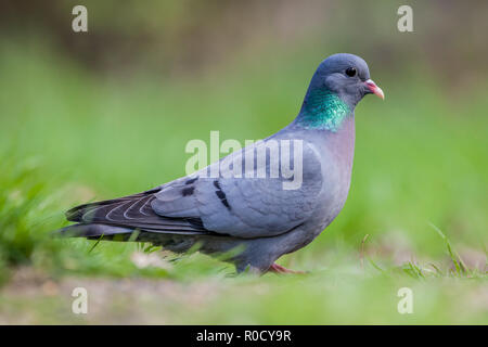 Magazzino Colomba (Columba oenas) rovistando in un prato con un luminoso verde erba mentre guardando nella telecamera Foto Stock