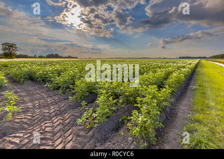 Settore della fecola di patate in fiore sulla campagna olandese Foto Stock