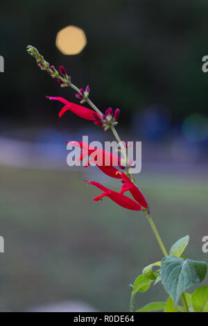 Primo piano di un cardinale fiore (Lobelia cardinalis), Maryland, Stati Uniti Foto Stock