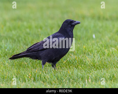 Corvo nero (Corvus corone) in piedi sul campo verde cercando nella fotocamera Foto Stock