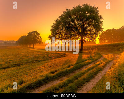 Fila di alberi lungo una pista a sunrise in una nebbiosa mattina d'estate in agosto Foto Stock