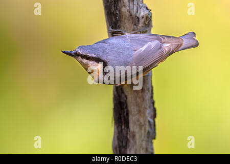 Eurasian picchio muratore, legno picchio muratore (Sitta europaea) aggrappati a testa in giù per un ramo Foto Stock