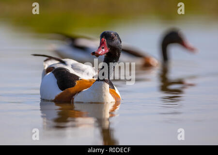 Coppia di alimentazione di comune shelduck (Tadorna tadorna). Si tratta di una diffusa specie di uccelli acquatici in Europa e in Asia. Foto Stock