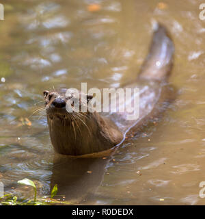 Maschio di Lontra europea (Lutra lutra) nuotare in un fiume e cerca di pesce per l'alimentazione su Foto Stock