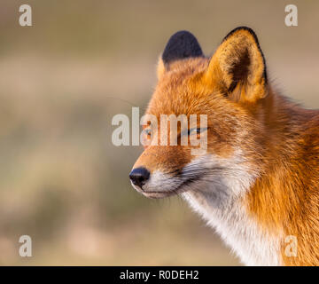 Ritratto di una sonnolenta cercando red fox (Vulpes vulpes vulpes) alla ricerca di un posto di riposo in ambiente naturale. Il bellissimo animale selvatico del deserto. Foto Stock