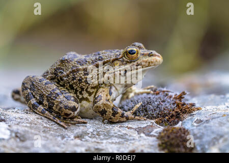Levant acqua (rana Phelophylox bedriagae) su una roccia in un letto del fiume su Lesbo Island, Grecia Foto Stock
