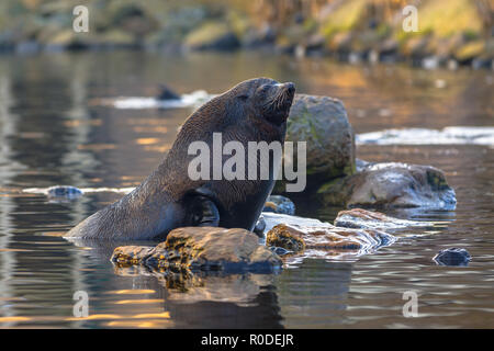 Sud Americana di pelliccia sigillo o Sud della pelliccia sigillo (Arctocephalus australis) arroccata su una roccia. La South American pelliccia sigillo si trova sull oceano neotropical co Foto Stock