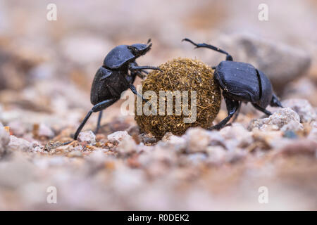 Due sterco di coleotteri facendo uno sforzo per rotolare una sfera attraverso la ghiaia Foto Stock