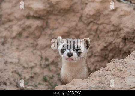 Wild black-footed ferret in corrispondenza di un sito di reintroduzione nel nordest Utah Foto Stock