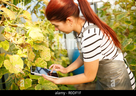 Foto del giovane agronomo donna con lo smartphone in mani in serra con cetrioli Foto Stock