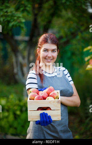 Immagine della ragazza felice giardiniere con la raccolta delle mele in cassetta di legno in giardino Foto Stock