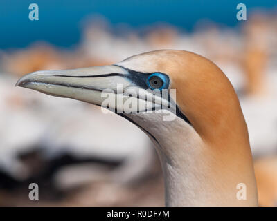 Close up Gannett testa nella colonia di allevamento in Nuova Zelanda Foto Stock