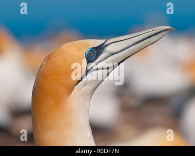 Close up di un'australasian gannett nella colonia di allevamento Foto Stock