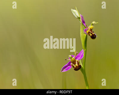 Bee orchid (Ophrys apifera) contro lo sfondo di colore verde Foto Stock