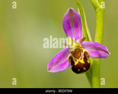 Close up di bee orchid (Ophrys apifera) fiore Foto Stock