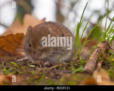 Bank vole (Clethrionomys glareolus) è in cerca di cibo sul suolo della foresta Foto Stock