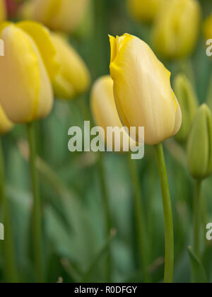 Close up van bloeiende tulpen in de keukenhof bij Lisse Foto Stock