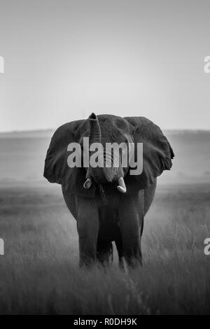 Questa immagine di un elefante è presa in corrispondenza di Amboseli in Kenya. Foto Stock