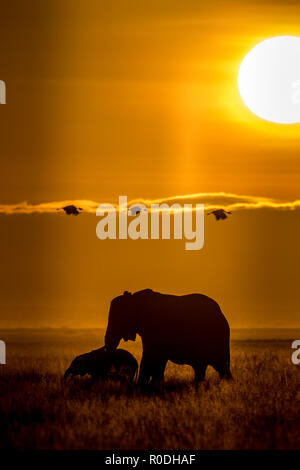 Questa immagine di un elefante è presa in corrispondenza di Amboseli in Kenya, Foto Stock