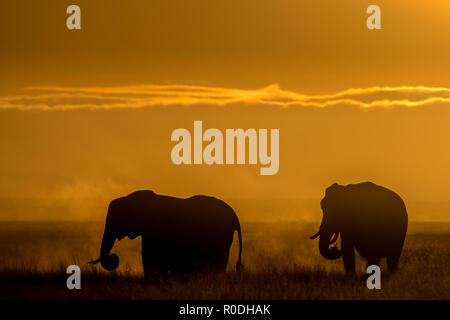 Questa immagine di un elefante è presa in corrispondenza di Amboseli in Kenya, Foto Stock