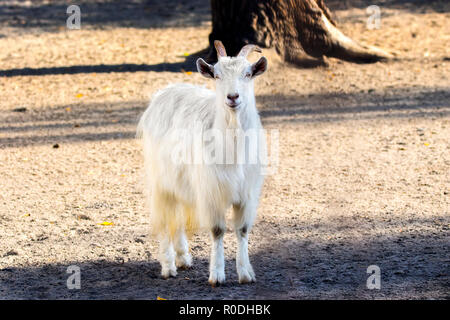 Immagine capra bianca con corna a piedi in cantiere Foto Stock