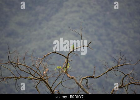 Asian Blue Throated Barbet Foto Stock