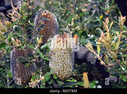 La nuova crescita e fiori su nativi Australiani uomo vecchio albero Banskia, Banksia serrata, rigenerante dopo un bushfire, Kamay Botany Bay National Park, NSW Foto Stock