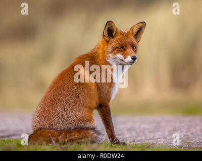 Una piena risoluzione di immagine di una seduta red fox (Vulpes vulpes vulpes) aspettando che succeda qualcosa. Il bellissimo animale selvatico del deserto. Looki trinciatrice Foto Stock