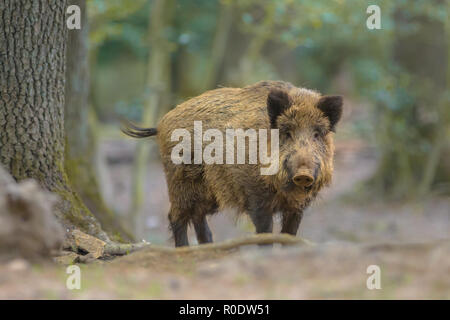 Il cinghiale (Sus scrofa) cercando nella fotocamera da foreste naturali dintorni Foto Stock