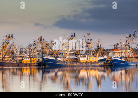 Lauwersoog porti una delle più grandi flotte da pesca dei Paesi Bassi. La pesca si concentra principalmente sulla cattura di cozze, ostriche, gamberi e Foto Stock