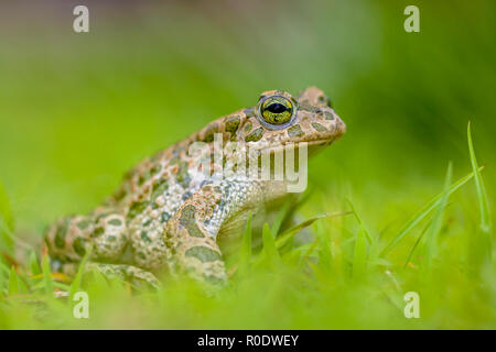 Il rospo verde (Bufotes viridis) mostra off in un cortile con prato verde brillante erba in una giornata di sole Foto Stock