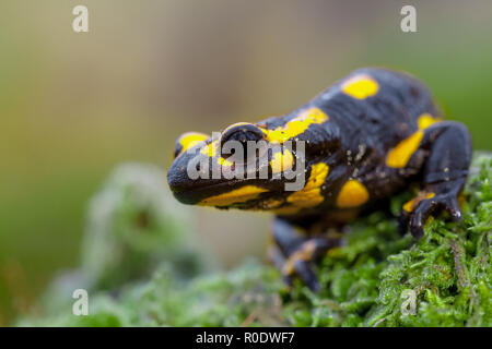 Fire salamandre (Salamandre salamandre) vivono in Europa centrale vecchie foreste decidue e sono più comuni nelle zone collinari con un sacco di legno morto. Foto Stock