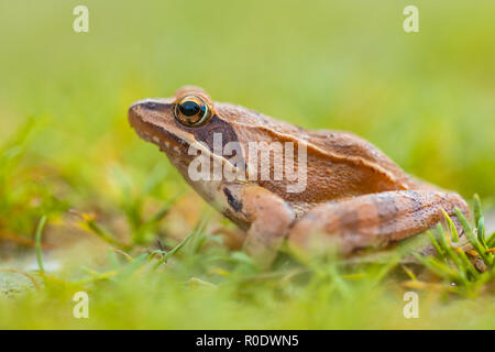 Close up di rana agile (Rana dalmatina) in erba con bellissimo Bokeh di fondo Foto Stock