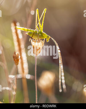 Grasshopper (Phaneroptera falcata)sotto la rugiada nel retro illuminato sole al mattino Foto Stock