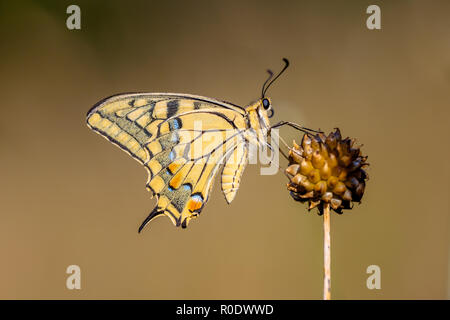 La coda di rondine è il più grande d'Europa butterfly nativo, e anche uno dei nostri più rara. Foto Stock