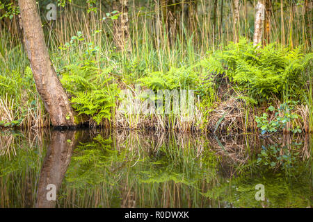 Dettaglio della banca di fiume nel Parco Nazionale di weerriben nei Paesi Bassi Foto Stock