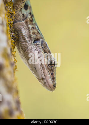 Una di medie dimensioni lizard con un lungo corpo snello con una grande testa profonda, muscolare degli arti, e una coda fino a due volte la lunghezza del corpo. Foto Stock