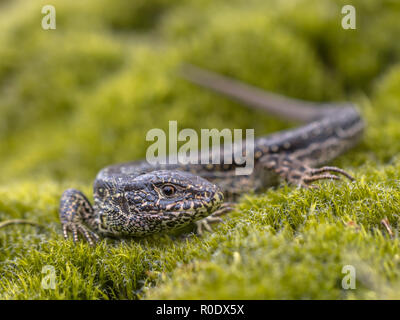 Biacco (Lacerta agilis) in habitat naturale sul verde muschio Foto Stock