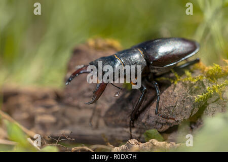 Lucanus cervus è il più noto specie di stag beetle in occidente (Famiglia Lucanidae) Foto Stock