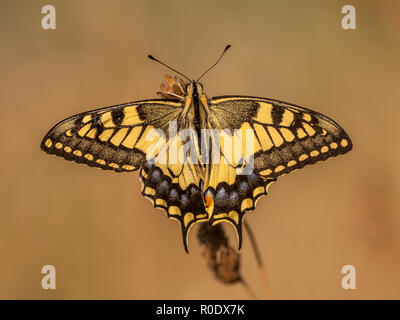 La coda di rondine è il più grande d'Europa butterfly nativo, e anche uno dei nostri più rara. Foto Stock