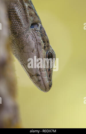 Una di medie dimensioni lizard con un lungo corpo snello con una grande testa profonda, muscolare degli arti, e una coda fino a due volte la lunghezza del corpo. Foto Stock