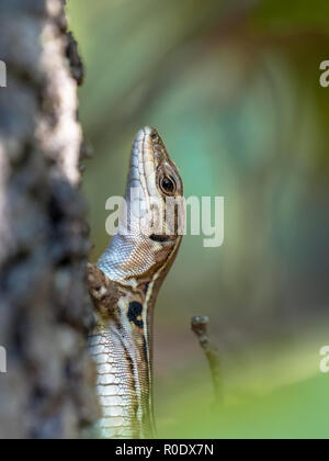 Una di medie dimensioni lizard con un lungo corpo snello con una grande testa profonda, muscolare degli arti, e una coda fino a due volte la lunghezza del corpo. Foto Stock