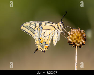 La coda di rondine è il più grande d'Europa butterfly nativo, e anche uno dei nostri più rara. Foto Stock