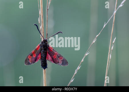 Sei-spot Burnett (Zygaena filipendulae), è un giorno-battenti tarma della famiglia Zygaenidae Foto Stock