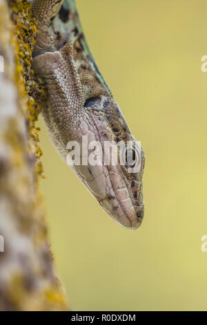 Una di medie dimensioni lizard con un lungo corpo snello con una grande testa profonda, muscolare degli arti, e una coda fino a due volte la lunghezza del corpo. Foto Stock