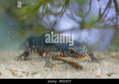Wild tritone alpestre, Ichthyosaura alpestris, precedentemente Triturus alpestris e Mesotriton alpestris in un habitat naturale di impostazione Foto Stock