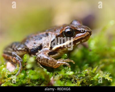 Unione Moor Frog (Rana arvalis) sul verde muschio Foto Stock