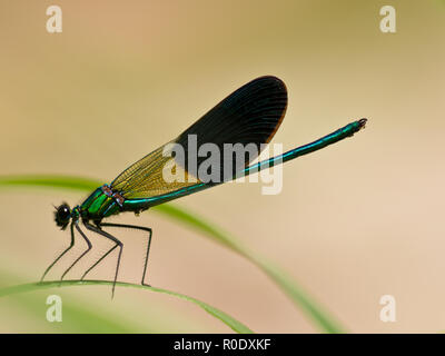 Primo piano di un maschio di nastrare Demoiselle Dragonfly (Calopteryx splendens) su una foglia Foto Stock