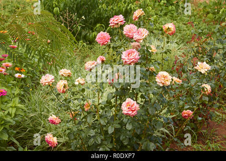 Cespugli di rose e altri fiori che sbocciano in aiuola in estate Foto Stock
